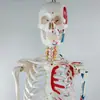 Esqueleto adulto personalizado com pontos de início e fim musculares de meio corpo para modelo de esqueleto de demonstração de ensino esqueleto modelo de auxílio de ensino experimental