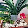 Etiquetas Acrílicas Espessadas em Forma de T do Fabricante, Etiquetas para Flores de Jardinagem, Planta, Árvore, Suculenta, Etiquetas de Identificação para Plantas em Vaso