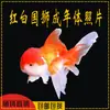 Peixe de Água Doce Cabeça de Leão Peixe de Água Fria Cabeça de Leão Vermelha Peixe Ornamental Vermelho Vermelho Cardinal Peixe Dourado da Sorte Peixe Dourado Metabo
