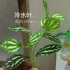 3 Piezas de Hierba del Dinero con Hojas de Moneda de Cobre, Plantas Verdes Pequeñas en Maceta para Decoración de Escritorio