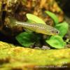 Mariposa de Cola Larga Ala de Mariposa Pez Cebra Manzana Verde Arándano Limón Verde Esmeralda Pez Cebra Vivo Peces Pequeños Peces Ornamentales Tropicales