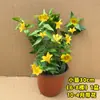 Una generación de enredaderas de perfume francesas plantas en maceta flores de interior cuatro estaciones enredaderas fragantes jazmín de patio enredaderas trepadoras