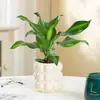 Planta de Madeira de Ferro Iemenita Coração Dourado para Sala de Estar Interna e Mesa de Escritório, Sempre Verde, Purificadora de Ar, Absorvente de Formaldeído