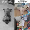 Tapete de Verano para Mascotas Gato Perro Transpirable Fresco Tapete de Hielo Cuatro Estaciones Universal Caseta Nido para Gato Suministros para Mascotas
