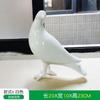 Imitação de pombo de aço inoxidável ao ar livre flor jardim pátio decorações abstrato imitação de pássaro de cobre simulação animal gramado ornamentos