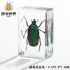 Artesanías de especímenes, insectos reales, escarabajo ciervo, escorpión, escarabajo, araña, regalos de enseñanza de ciencias biológicas, adornos de resina