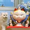 Le Meow Cerâmica Pintada Forno Yakushi Japonês Genuíno Ornamentos Gato da Sorte Cofre Gato