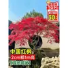Vivero de arces rojos japoneses para dropshipping, árbol enano rojo de cuatro estaciones, árbol paisajístico Princesa Danza Roja, resistente al frío para exteriores para villas
