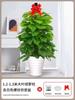 Alimentando Canasta Verde Planta En Maceta Interior Absorbiendo Formaldehído Planta Verde Buena Purificación de Aire Hoja Grande Rosa Verde Sala de Estar Oficina Columna Grande