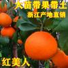 Una pieza de Dropshipping con Fruta Enviada Plántulas Grandes de Naranja Dulce Naranja de Azúcar en Maceta Siembra en Tierra Plantación Norte y Sur Naranja de Azúcar sin Semilla