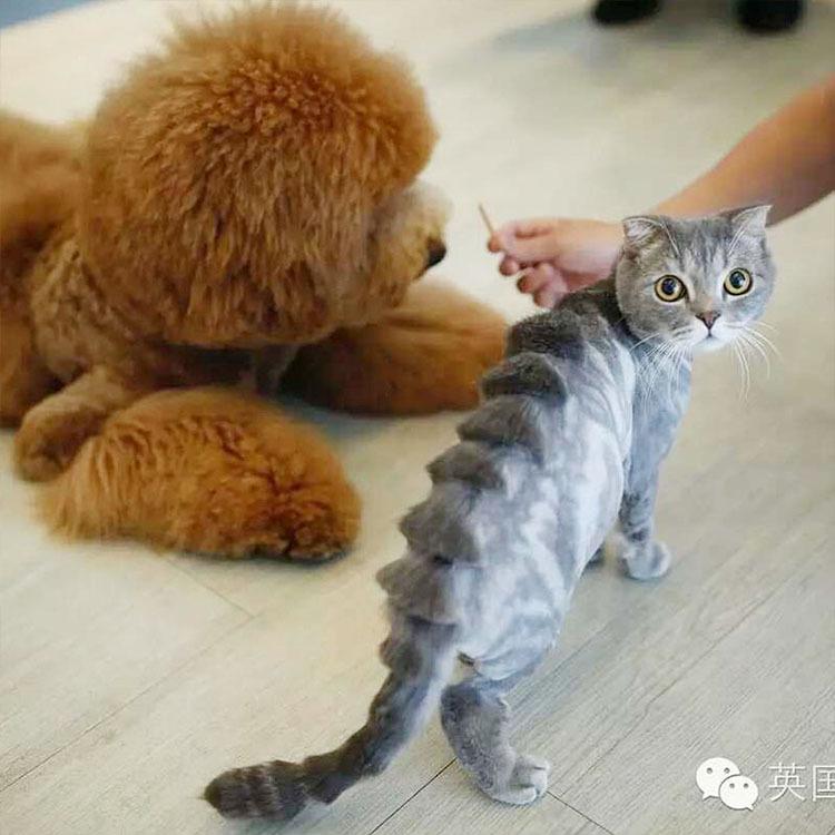 lisiter详情7.jpg