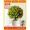 Plántulas de Árbol de Kumquat, Plantas en Maceta, Comestible con Piel Crujiente, Naranjas de Cuatro Estaciones, Flores de Interior y Plantas Verdes para la Sala de Estar, Enviado con Fruta
