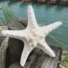 Venta al por mayor de erizos de mar, estrellas de mar naturales, estrellas de mar rey, estrellas de mar bun, estrellas de mar dedo, estrellas de mar dedo plano, manualidades decorativas para niños