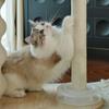 Marco de escalada para gatos, Cama para gatos, Rascador de sisal integrado para gatos, Árbol para gatos resistente a los arañazos y que no suelta pelo, Juguete para gatos para entretener a los gatos