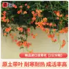 Plántulas de Flor Lingxiao Resistentes al Frío, Enredaderas Trepadoras, Florales de Floración Cuatro Estaciones, Plántulas Grandes, Plantas Verdes, Plantas en Maceta, Florales de Petardos para Patio Balcón, Glicina