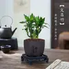 Bambú Wenchang [Título de Lista Dorada] Bambú de la Riqueza Planta Hidropónica Cultivada en Agua Tallo Grueso Planta Verde para Sala de Estar Cultivada en Tierra Planta en Maceta