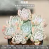 Adecuado para Principiantes, Personas Perezosas, Plantas en Maceta Pequeñas, Florales, Combinaciones de Suculentas Fáciles de Cultivar, Suculentas de Oficina en Maceta