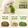 Caja de Hierba para Perros Maceta Hidropónica sin Tierra Semillas de Trigo Hierba Perezosa para Gatos Hierba Gatuna Enlatada Snacks para Mascotas Suministros