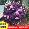 Red Sorrel Seed Bulbs Purple Sorrel Red Flower Lawn Seeds White Clover Four Seasons Seeds Seeds Potted Plants