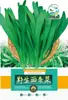 Sementes de Colza para Macarrão Sementes de Vegetais Selvagens Naturais O Ano Todo Sementes de Vegetais para Vasos Internos e Externos Varanda Brotos de Vegetais Verdes