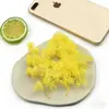 Flores Eternas Hojas de Pino 2g Materiales de Flores Eternas Kit de Materiales Hecho a Mano para DIY Caja de Regalo Vidrio