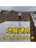 Nuevo Modelo de Máquina Cubridora de Film Mulch para Campos de Ajo y Cebolla, Esparcidor Manual de Film Agrícola Cubridor con Rodamientos