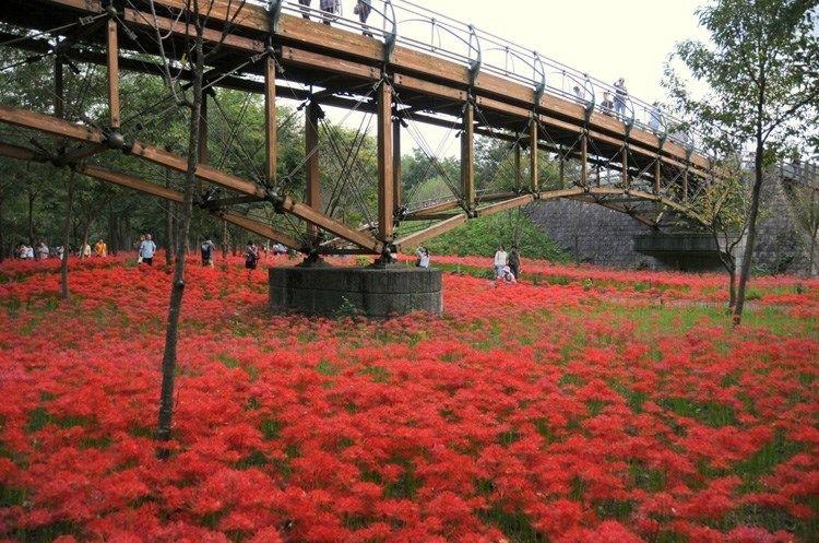 彼岸花详细8.JPG
