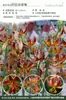 Bulbos de Lírio de Outono de Floração Dupla, Mudas de Flores de Floração Simples, Lírios Perfumados Comprados Diretamente da Holanda, Canhão de Ferro, Plantas de Vaso para Iniciantes do Pátio Karie