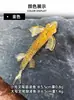 Produto Novo de Fábrica Peixe Alado Cauda de Garfo 5.5/6.5cm Pacote de Quilo Isca para Pesca de Fundo Isca Macia Asa Fina Reforçada Pesca para Aspius