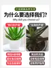 Planta em Vaso de Aloe Vera para Interior Além de Purificar o Ar de Formaldeído Planta de Mesa Cacto Suculenta Quatro Estações Boas Flores para Cultivar