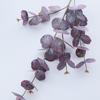 Flor Simulada Redonda Eucalipto Hoja de Dinero Flor Falsa Cinta Manzana 3D Eucalipto Planta Simulada Material de Hoja de Gama Alta