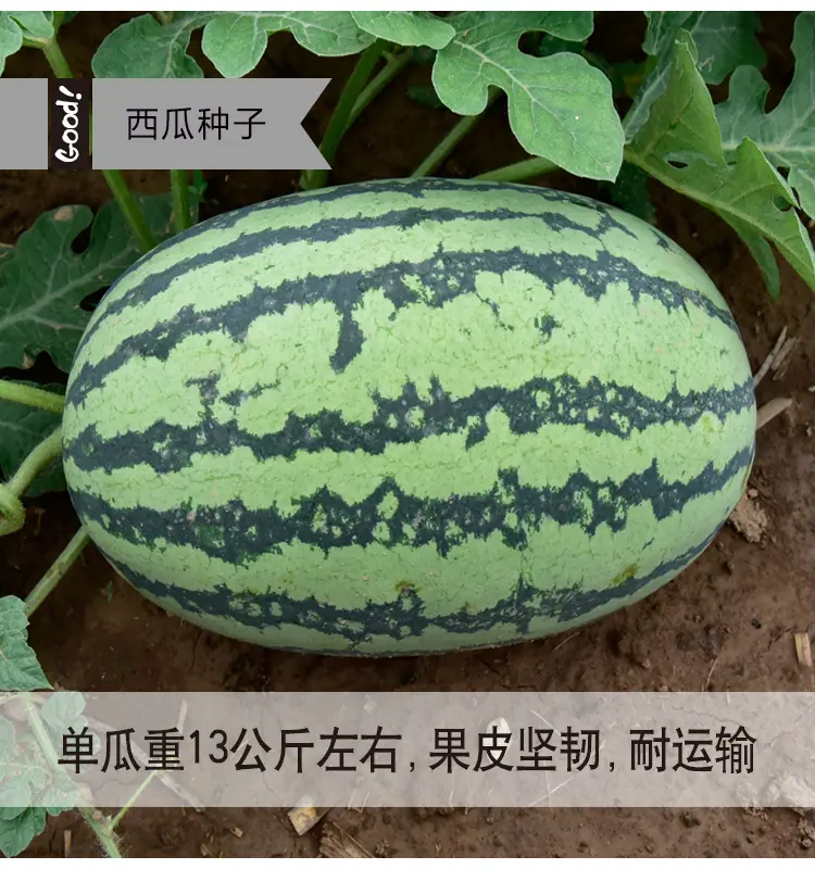 威龙03-3
