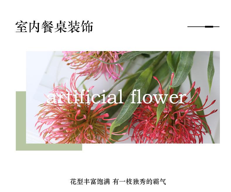 单枝6叶针垫花_06.jpg