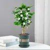 Planta de Jazmín en Maceta Florece en Todas las Estaciones, Plántulas de Jazmín Especialmente Aromáticas con Capullos, Plantas con Flores, Florales de Interior, Fácil de Cultivar
