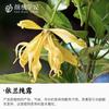 Hidrosol de Ylang Ylang Contiene Aceites Esenciales y Extractos de Plantas en Botellas Grandes para Compresas Húmedas, Tónico de Ylang Ylang, Cuidado de la Piel para Spa y Materias Primas Cosméticas al por Mayor