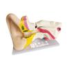 Modelo de Anatomía del Oído para Demostración de Enseñanza Biológica, Órgano de Estructura del Conducto Auditivo Humano, 6 Veces Más Grande que el Tamaño Real, Experimento Biológico