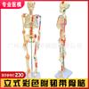 Esqueleto humano de 85 cm con nervios y músculos, modelo de ligamento coloreado, columna vertebral, raíz nerviosa, disco intervertebral, medicina