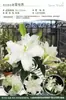 Bulbos de Lírio de Outono de Floração Dupla, Mudas de Flores de Floração Simples, Lírios Perfumados Comprados Diretamente da Holanda, Canhão de Ferro, Plantas de Vaso para Iniciantes do Pátio Karie