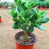 Árbol de Jade en Maceta con Hojas Grandes, Planta Suculenta, Lirio de la Paz, Planta Verde Purificadora de Aire de Interior y Flor
