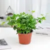Planta de hiedra en maceta, planta colgante de interior, hidropónica, absorbe formaldehído, perenne todo el año, hojas verdes, planta verde