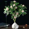 Plantas grandes em vasos com bordas douradas, fragrância forte, com botões florais, adequadas para uso interno e externo, plantas maduras para contemplação das flores, resistentes ao frio, florescem o ano todo