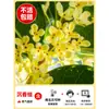 Plántulas de Osmanthus Árbol Grande Nativo Osmanthus Dorado de Agosto Patio Exterior Balcón Plantas Florecen Todo el Año Flor Interior Plantas en Maceta