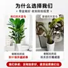 Ave-do-Paraíso Planta Verde em Vaso Planta Grande de Interior para Sala de Estar de Chão Árvore Real Planta de Escritório Dalu Flor Strelitzia Reginae