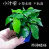 Anubias Madera Flotante Decoración de Acuario Paisajismo Plantas Acuáticas Especiales Persona Perezosa Césped Real Fácil de Cuidar Adornos Principiante Purificación de Agua