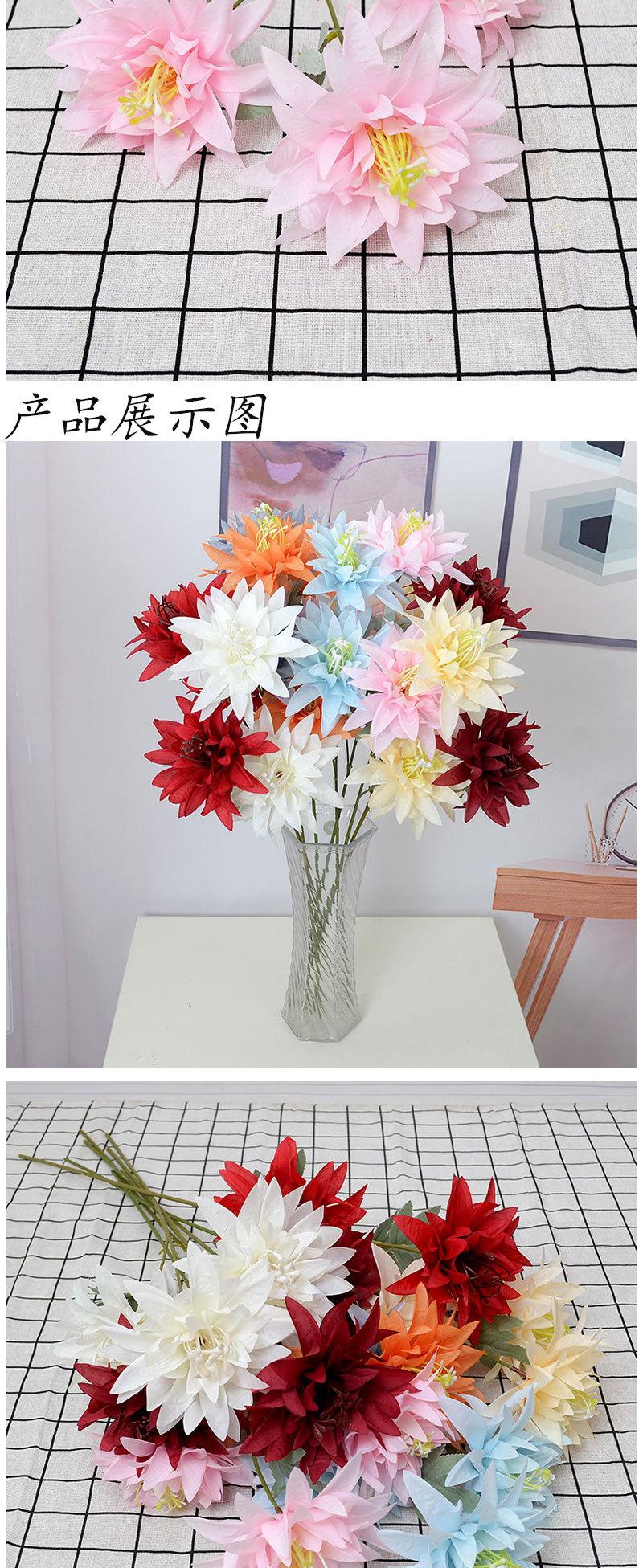 大爪菊_05.jpg