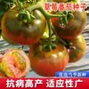 Tomate Cereza Semillas de Tomate Cereza Tomate Cereza Verdura Alumnos Arena para Plantar Maceta en Primavera y Cuatro Estaciones