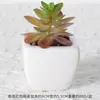 Suculentas Simuladas Personalizadas Cerámica Bonsái Plantas Verdes Escandinavas Adornos Hogar Interior Sala de Estar Flores Falsas Suculentas Plantas en Maceta
