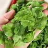 Suministro lechuga deshidratada rodajas de lechuga lechuga deshidratada rodajas de lechuga secas rodajas de lechuga a granel de granja verduras deshidratadas