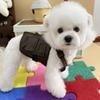 Chaleco de Cuero Guapo de Tracción para Primavera y Verano para Perro Perro Pequeño y Mediano Perro Schanery Perro Chai West Highland Ropa para Mascota