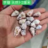 Caracol Taro Manchado Pequeño Decoración Natural para el Hogar y el Piso Adornos Botella a la Deriva Acuario Paisajismo Colección de Muestras Regalo